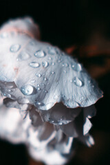 Rose couverte de gouttes de pluie