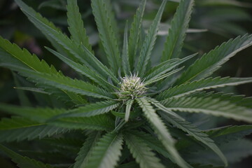 Close-up of a cannabis CBD bud in its early stages of flowering in the morning light