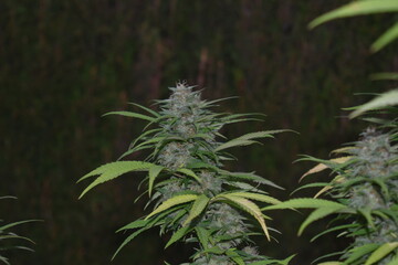 Big tail at the top of a branch full of big buds with a high state of maturity its pistils have turned brown, nice CBD outdoor plant