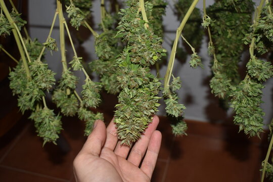 Harvested and trimmed CBD nugs hanging from ropes doing the drying process so they can mature and lose most of their water so they can be stored and smoked later