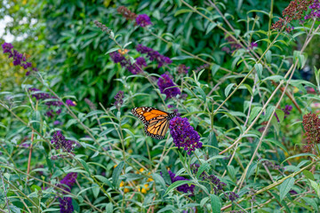 Fototapeta na wymiar Monarch butterfly on a butterfly bush flower