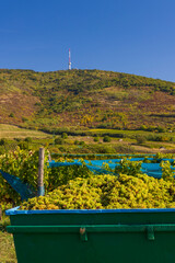 Grape collection at vintage time, Tokaj region, Great Plain and North, Hungary