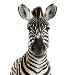 Portrait of zebra isolated on white background