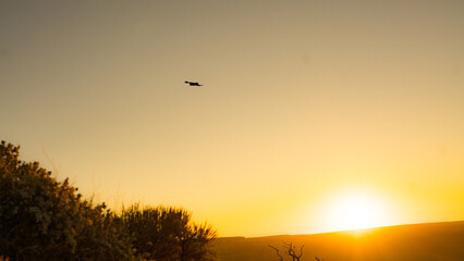 Sunset in the grand canyon with bird flying
