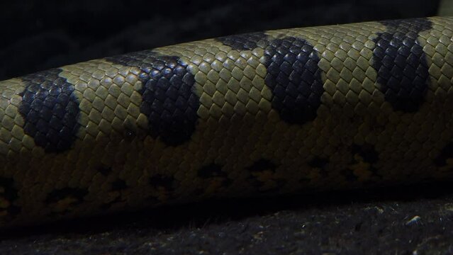 Green anaconda (Eunectes murinus). Big anaconda underwater.