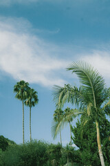palm trees and blue sky in Los Angeles