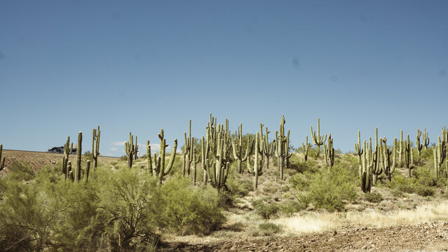 cactus field in arizona desert