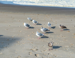 Fototapeta premium Oregon Lincoln City Birds 2