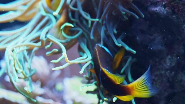 Fish over a coral reef in the sea.