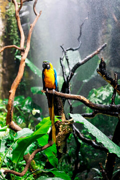 Colorful parrot sitting on dry tree branch in forest