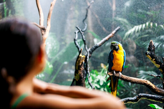 Crop unrecognizable person watching colorful parrot on tree branch in forest