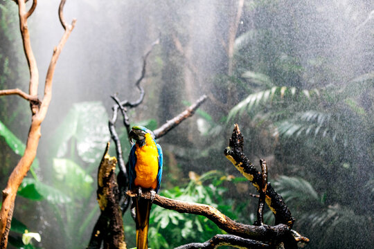 Colorful parrot on tree branch in forest