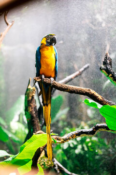 Colorful parrot on tree branch in forest