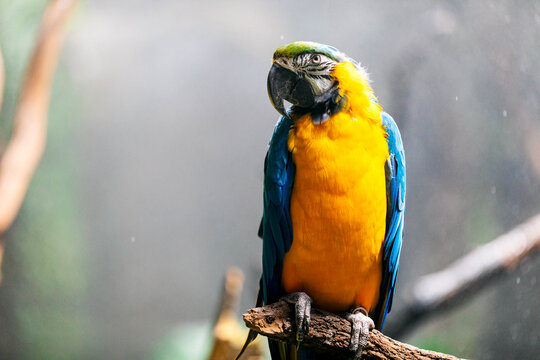 Colorful parrot on tree branch in forest