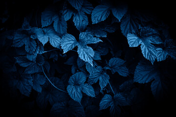 Background of hop leaves in blue tones.