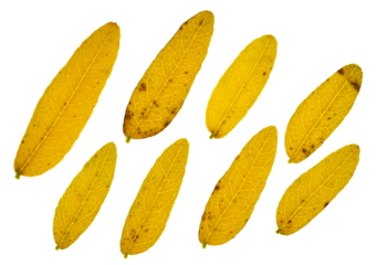 Detailed macro of eight brightly colored autumn leaves on a clean background.
