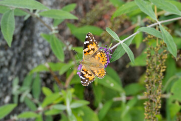 Painted Lady (Vanessa cardui) butterfly perched on summer lilac in Zurich, Switzerland