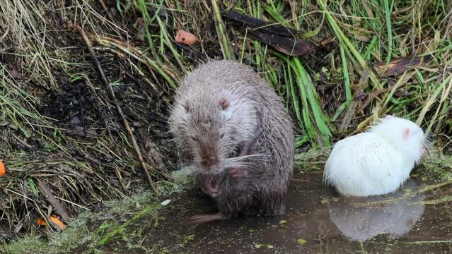 A grey female Nutria washes up in the water while a white Nutria eats a piece of apple. Adult big nutria with a white child nutria close-up in wildlife.