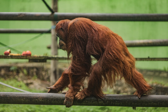 Orangutan on trunk