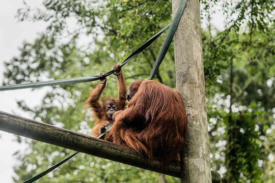 Orangutans sitting on trunk
