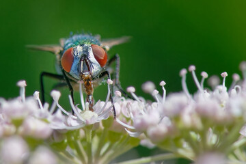 lucilie soyeuse - Lucilia sericata - coléoptère,