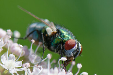 lucilie soyeuse - Lucilia sericata - coléoptère,