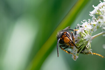 frelon européen - frelon - Vespa crabro - hyménoptères