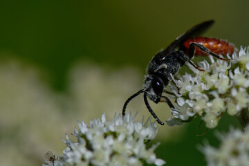 Cylindromyia bicolor - Diptére