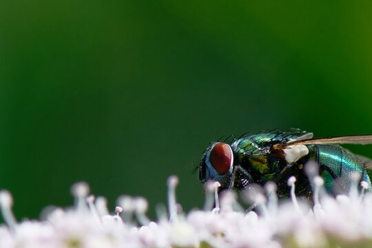 lucilie soyeuse - Lucilia sericata - col&eacute;opt&egrave;re,