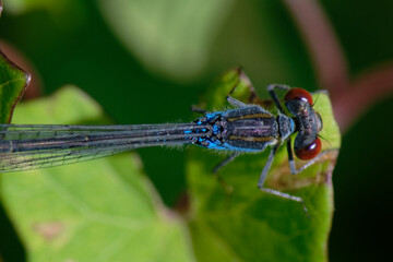 Naïade au corps vert - Erythromma viridulum - odonate