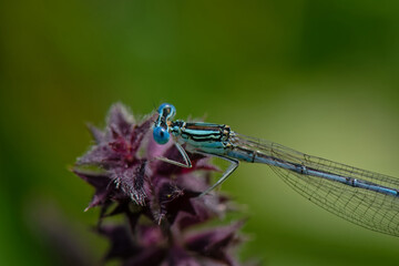 Platycnemis pennipes - le Pennipatte bleuâtre - Agrion à larges pattes - Odonates.
