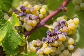 Typical grapes with botrytis cinerea for sweet wines, Sauternes, Bordeaux, Aquitaine, France