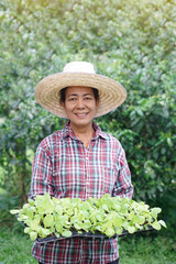 Asian senior woman wears hat, plaid shirt, holes seedling tray of young green vegetables in garden. Concept, Agriculture occupation. Senior lifestyle. Spend free time to grow plants. Hobby , pastime.