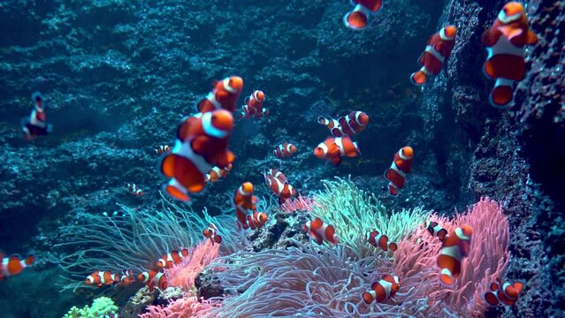 Red-and-white striped fish clown. Fish swim among algae and coral reefs. Ocean floor. Sea life. Shoal of clownfish.