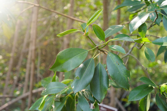 Green leaves of Ceriops tagal. Ceriops tagal is a shrub or small tree with compact crown, is a species of mangrove in the family Rhizophoraceae.