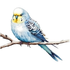 Fototapeta premium watercolor budgerigar clipart sublimation