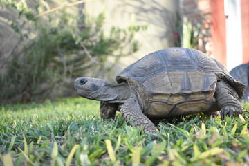 land adult tortoise grass pet reptile turtle animal animals