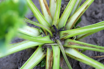 Boron deficiencies on sugar beet plants. Lack of nutrients( micronutrients and macronutrients) in...