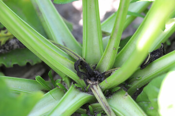Boron deficiencies on sugar beet plants. Lack of nutrients( micronutrients and macronutrients) in...