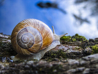 Helix pomatia close-up on a tree trunk, crawling into an unknown future, existential photo