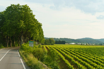 Vineyards growing along the road in the south of France.