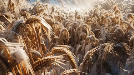 Fotobehang Illustration of frozen snow covered field with wheat. Spoiled rye crop. Outdoor snowy landscape. Farming background. © vlntn
