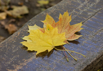 maple yellow leaves on wooden background