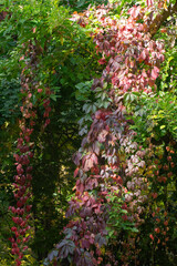 climbing plant with red burgundy leaves.