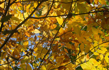 tree branches with yellow leaves and blue sky.