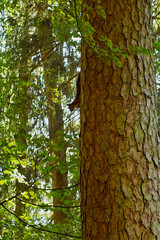 brown squirrel on a tree at Baiersbronn