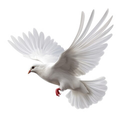 Fototapeta premium Concept of the Holy Spirit of God in the Christian faith, a white dove flying free, and the International Day of Peace on a transparent background.