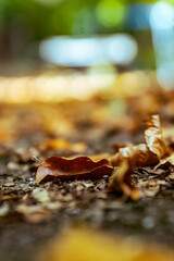 Blätter auf dem Boden im Herbst