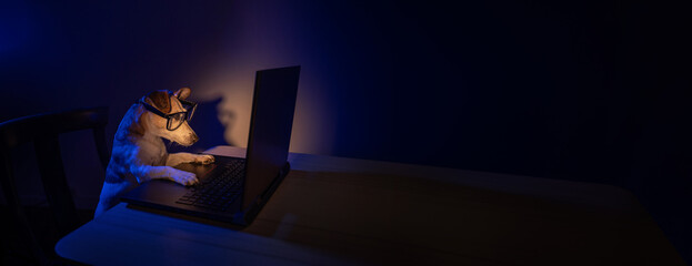 Adorable digital nerd dog with glasses using computer laptop at night with teal orange light. Secret hacker programmer or addicted gamer. Long horizontal banner - obrazy, fototapety, plakaty