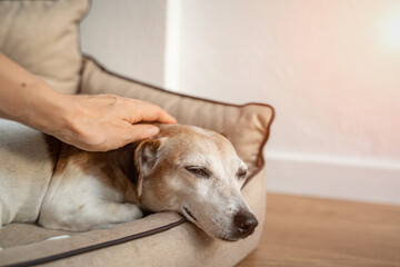 Dog petting by woman hand. Relaxed closed eyes. Close up elderly dog gray muzzle. Pet and owner...